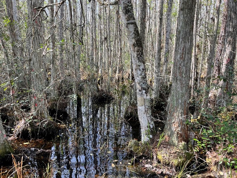 Isolated cypress dome in Green Swamp