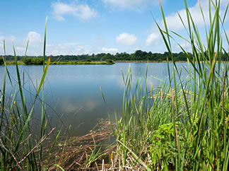 Water captured in stormwater ponds can be used as a source of water for irrigation.